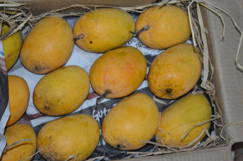 Alphonso mango